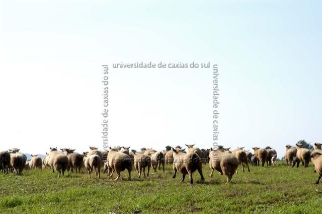 ECAMP 2439 PD