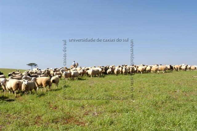 ECAMP 2442 PD