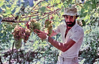 49. Mostra Fotográfica "Uvas e Vinhos I"