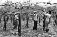 41. Mostra Fotográfica "Benditas Raízes da Nossa História" (Semana da Etnia Italiana)