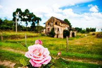 28. Coleção Flores da Cunha, RS